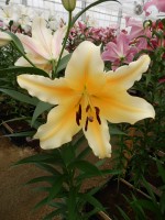 [3516 PO32 Novello No02.JPG]